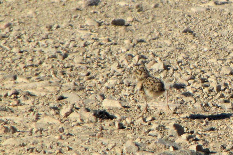 Inland Dotterel (Charadrius australis)